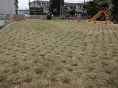 芝生の様子7月4日