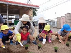 芝苗を植えたよ