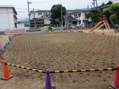 芝生の様子　6月17日