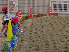 芝生の様子　6月17日