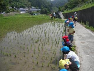 田んぼを見ています