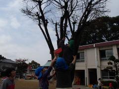 鳥の巣を戻す年長組さん