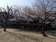 桜がきれいな園庭
