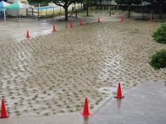 大雨と芝生