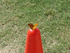 芝生にチョウチョウが遊びに来たよ