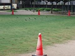 芝生に鳥が遊びに来ているよ