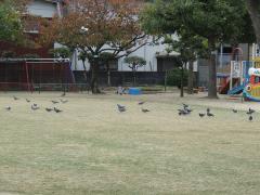 園庭に鳩が遊びに来ている様子