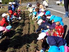 玉ねぎ苗を植える