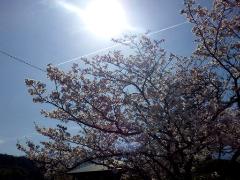 桜に飛行機雲