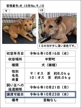 犬