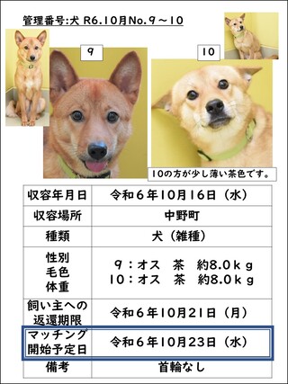 犬