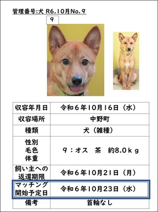 犬