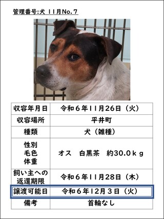犬