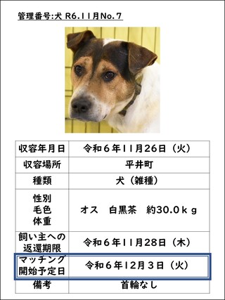 犬
