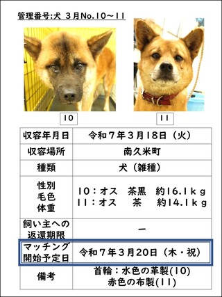 犬