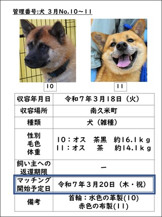 犬