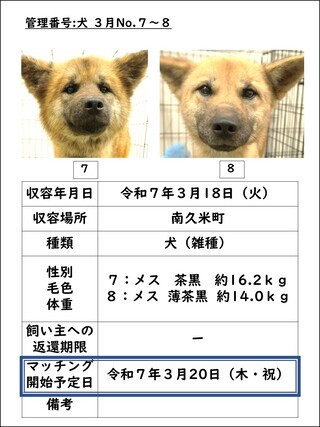 犬