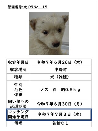 犬