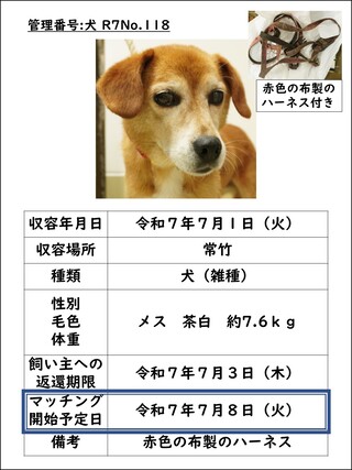 犬