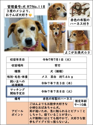 犬