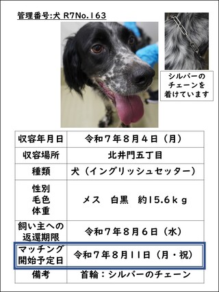 犬