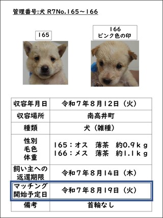 犬