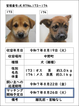 犬