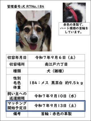 犬
