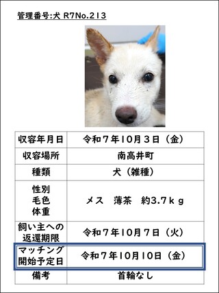犬