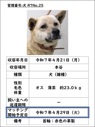 犬