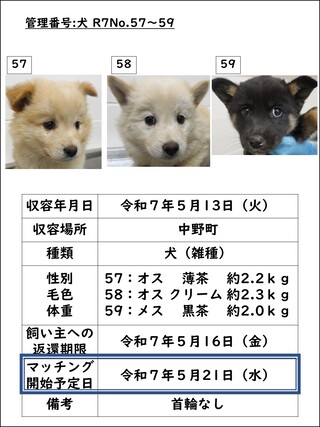 犬