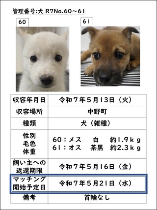 犬