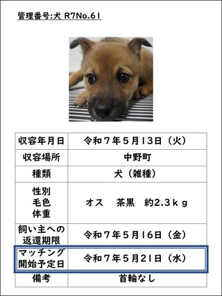 犬