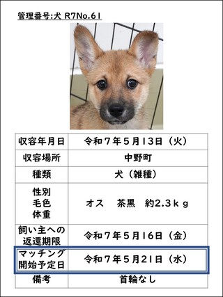 犬