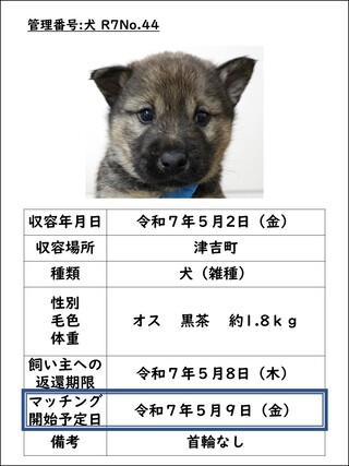 犬