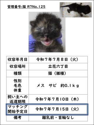 猫