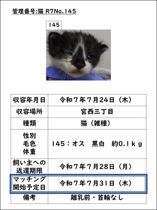 猫