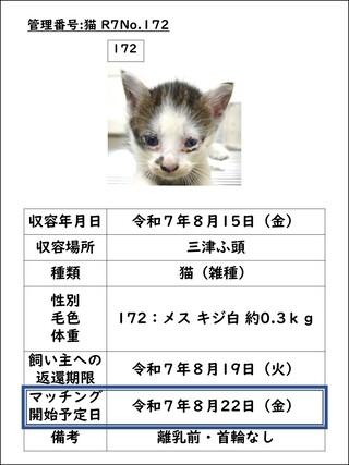 猫