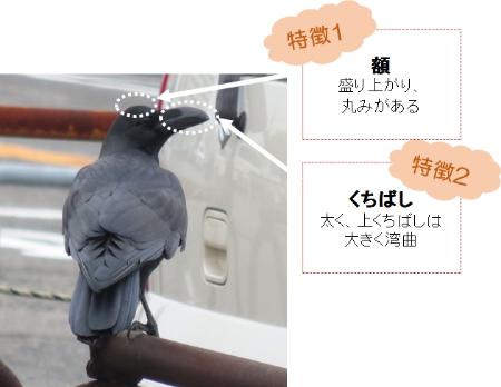 ハシブト特徴