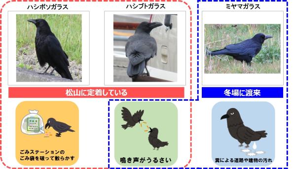 カラス対策マニュアル 松山市公式ホームページ Pcサイト