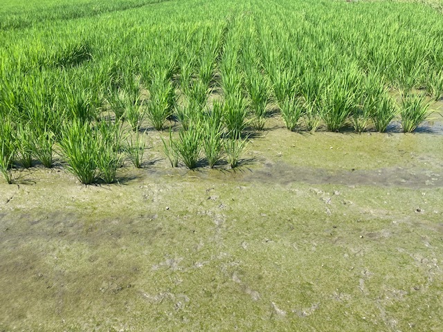 KUBOTA