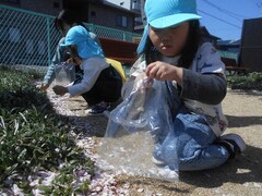 桜の花びらを拾って楽しむ子どもの写真