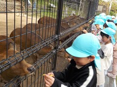 鹿に餌をあげる子どもたちの写真