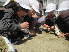てんとう虫を見ている子どもの写真