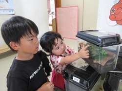 5歳児と2歳児が飼育しているカナヘビを観察している写真