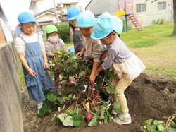 芋掘りをしている写真