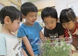 3歳児がツマグロヒョウモンの幼虫を見ている写真
