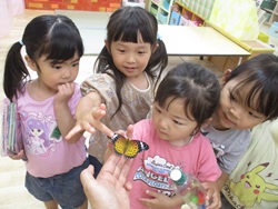 3歳児が蝶々を見ている写真