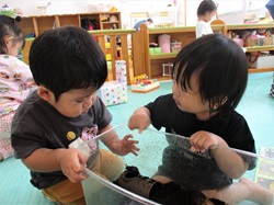 2歳児がカブトムシを観察している写真