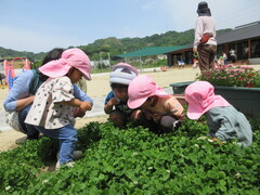 テントウムシを探す子どもの写真